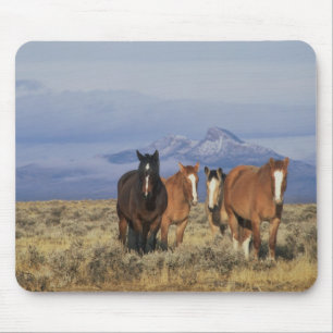 USA, Wyoming, near Cody Group of horses Mouse Mat