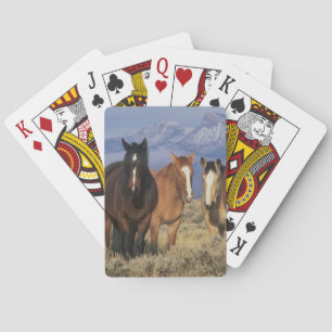 USA, Wyoming, near Cody Group of horses Playing Cards