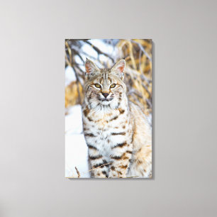 USA, Wyoming, Portrait of Bobcat Canvas Print