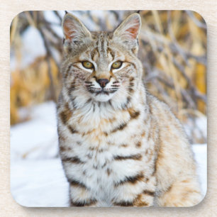 USA, Wyoming, Portrait of Bobcat Coaster
