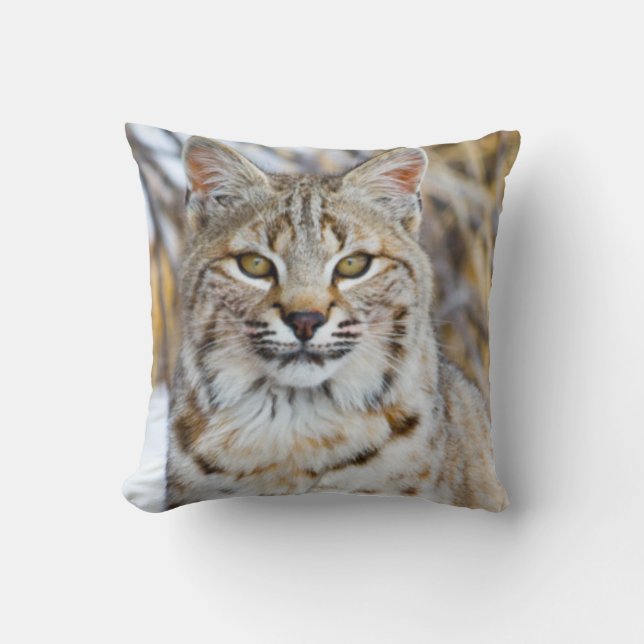 USA, Wyoming, Portrait of Bobcat Cushion (Front)