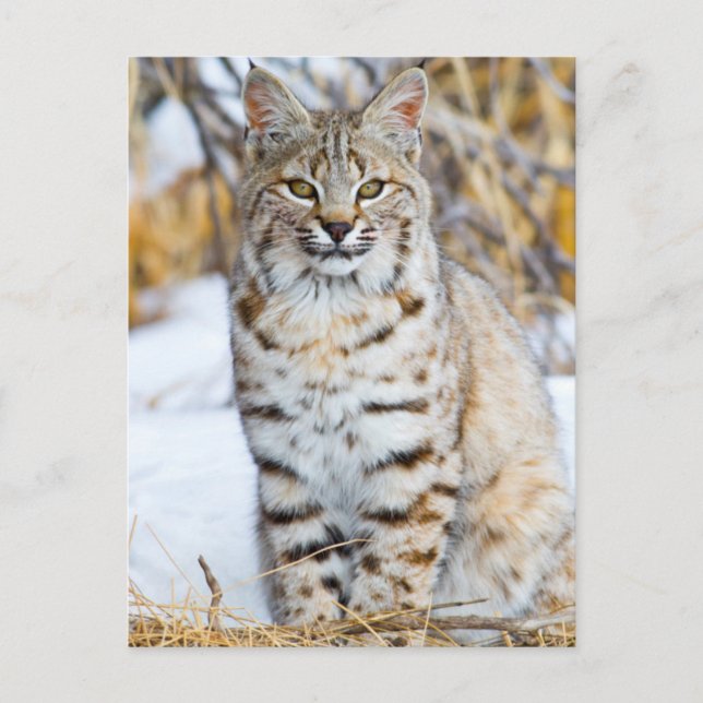 USA, Wyoming, Portrait of Bobcat Postcard (Front)