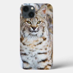 USA, Wyoming, Portrait of Bobcat sitting iPhone 13 Case