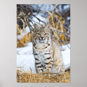 USA, Wyoming, Portrait of Bobcat sitting Poster