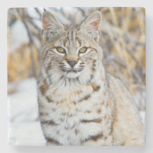 USA, Wyoming, Portrait of Bobcat Stone Coaster