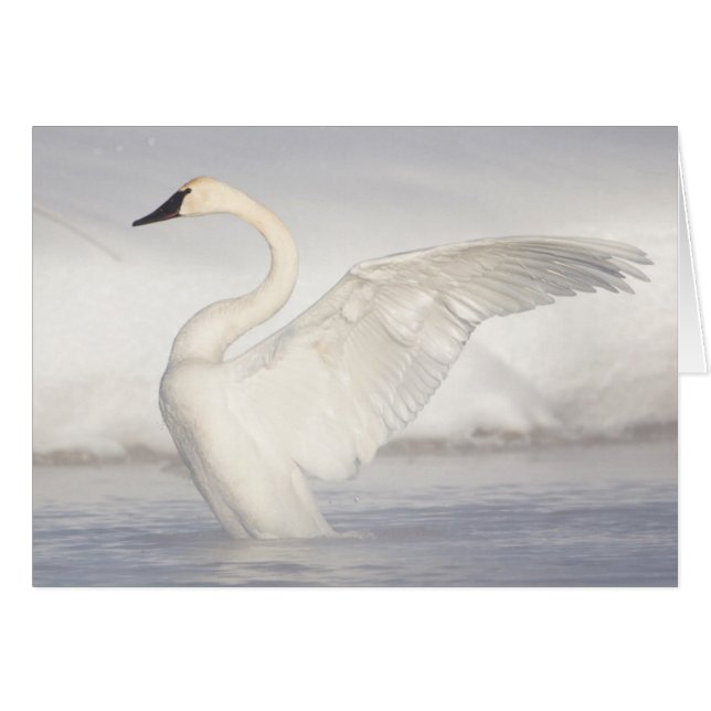 USA, Wyoming, Trumpeter Swan stretches wings (Front Horizontal)