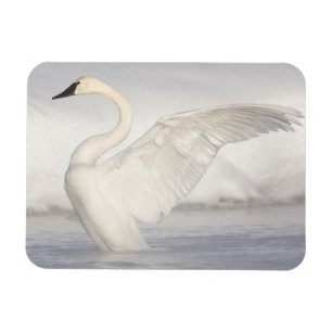 USA, Wyoming, Trumpeter Swan stretches wings Magnet