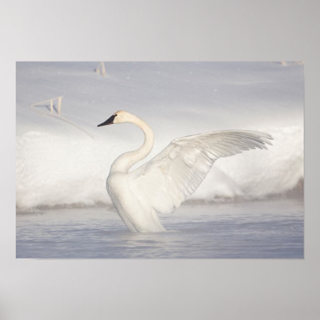USA, Wyoming, Trumpeter Swan stretches wings Poster (Front)