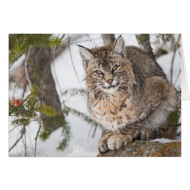 USA, Wyoming, Yellowstone National Park, Bobcat (Front Horizontal)