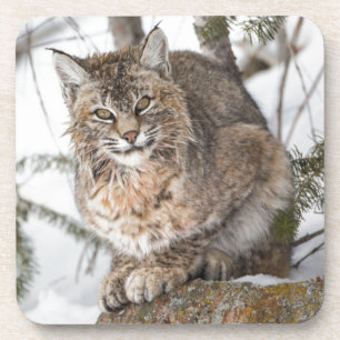 USA, Wyoming, Yellowstone National Park, Bobcat Coaster