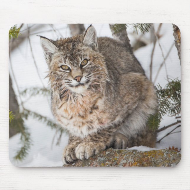 USA, Wyoming, Yellowstone National Park, Bobcat Mouse Mat (Front)