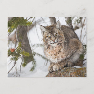 USA, Wyoming, Yellowstone National Park, Bobcat Postcard