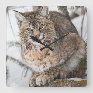 USA, Wyoming, Yellowstone National Park, Bobcat Square Wall Clock