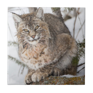 USA, Wyoming, Yellowstone National Park, Bobcat Tile