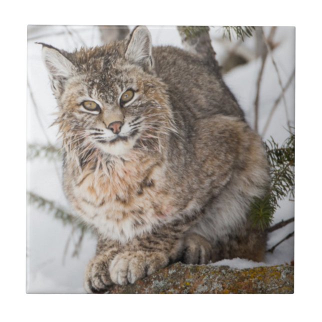 USA, Wyoming, Yellowstone National Park, Bobcat Tile (Front)