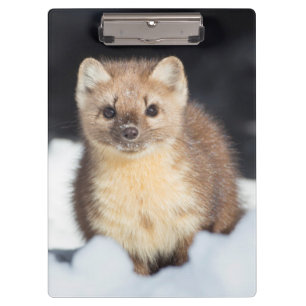 USA, Wyoming, Yellowstone National Park Clipboard