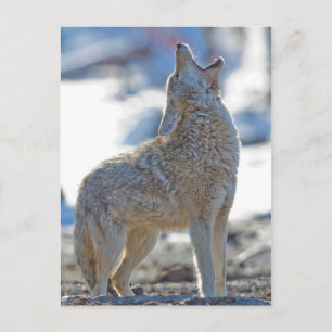 USA, Wyoming, Yellowstone National Park, Coyote Postcard