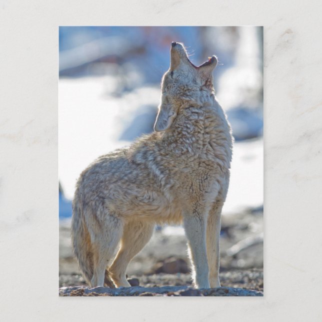 USA, Wyoming, Yellowstone National Park, Coyote Postcard (Front)
