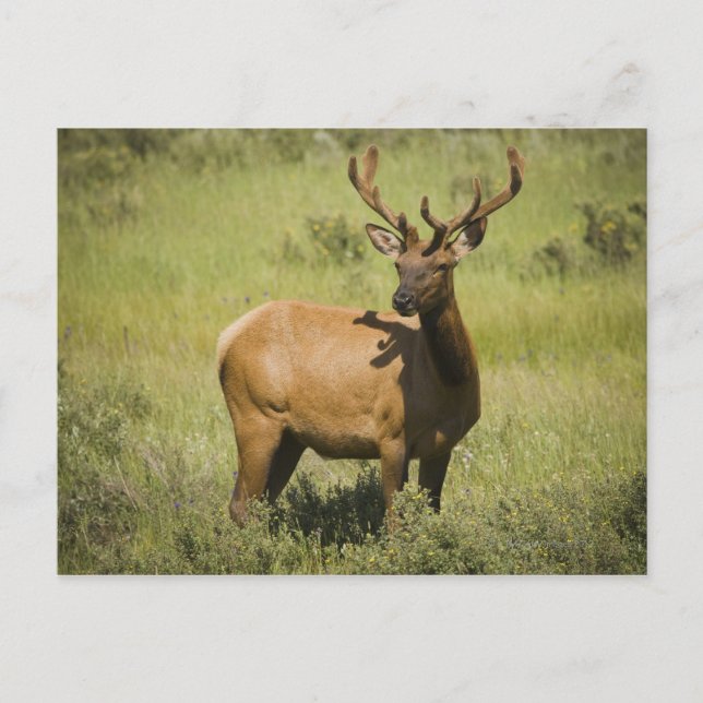 USA, Wyoming, Yellowstone National Park, Elk Postcard (Front)