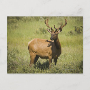 USA, Wyoming, Yellowstone National Park, Elk Postcard