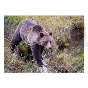 USA, Wyoming, Yellowstone National Park, Grizzly 1