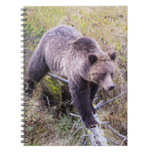 USA, Wyoming, Yellowstone National Park, Grizzly 1 Notebook