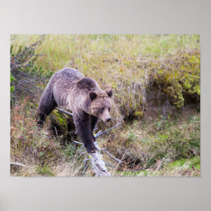 USA, Wyoming, Yellowstone National Park, Grizzly 1 Poster