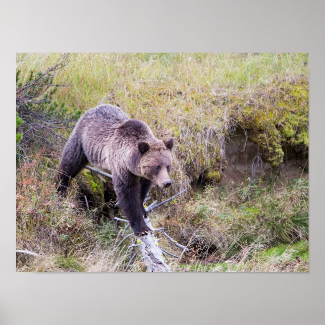 USA, Wyoming, Yellowstone National Park, Grizzly 1 Poster (Front)