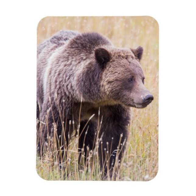 USA, Wyoming, Yellowstone National Park, Grizzly 3 Magnet (Vertical)