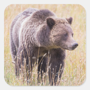 USA, Wyoming, Yellowstone National Park, Grizzly 3 Square Sticker