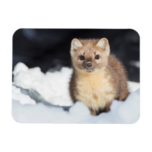 USA, Wyoming, Yellowstone National Park Magnet