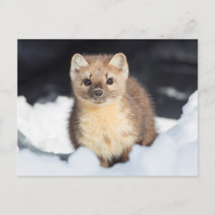 USA, Wyoming, Yellowstone National Park Postcard