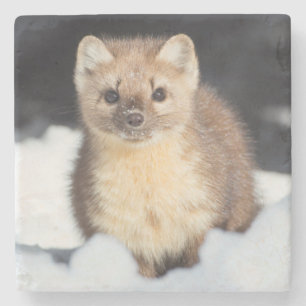 USA, Wyoming, Yellowstone National Park Stone Coaster