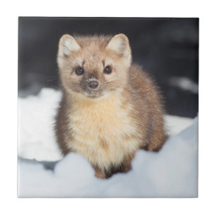 USA, Wyoming, Yellowstone National Park Tile