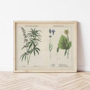 Useful Plants Charlotte Mary Yonge Poster