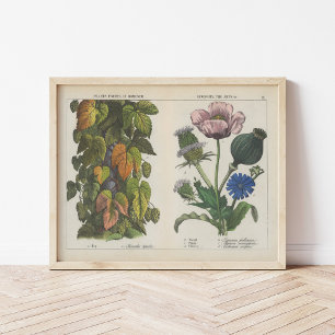 Useful Plants Charlotte Mary Yonge Poster