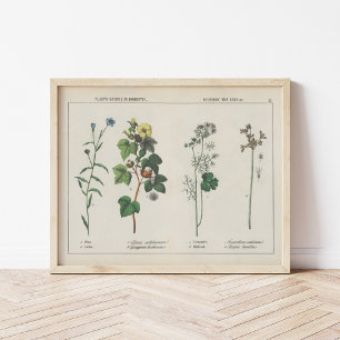 Useful Plants   Charlotte Mary Yonge Poster