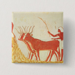 Using cows to trample wheat 15 cm square badge