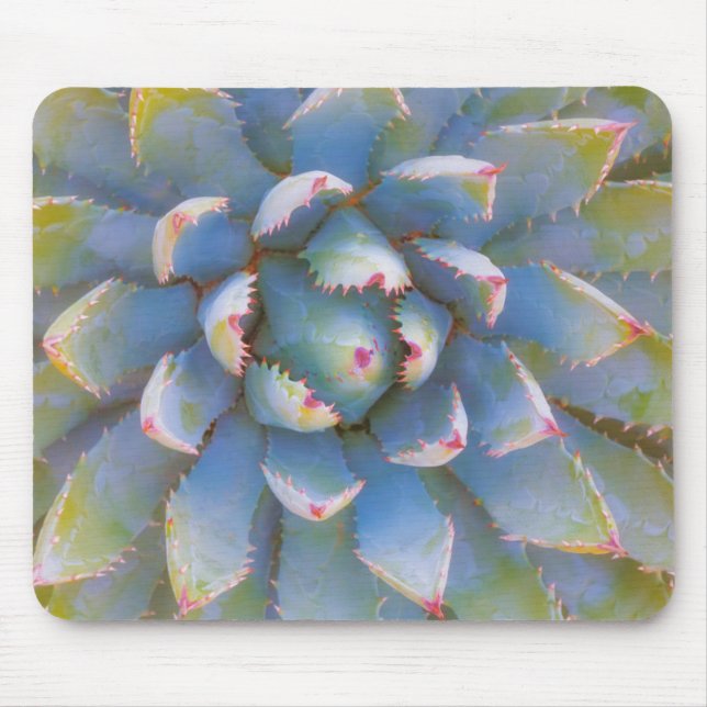 Utah, Dixie National Forest. Close-up of yucca Mouse Mat (Front)