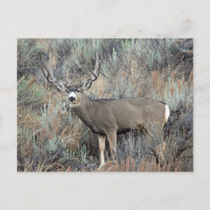 Utah mule deer buck postcard