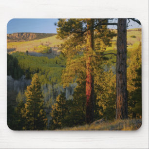 UTAH. Ponderosa pines & aspen, autumn. Sunrise, Mouse Mat