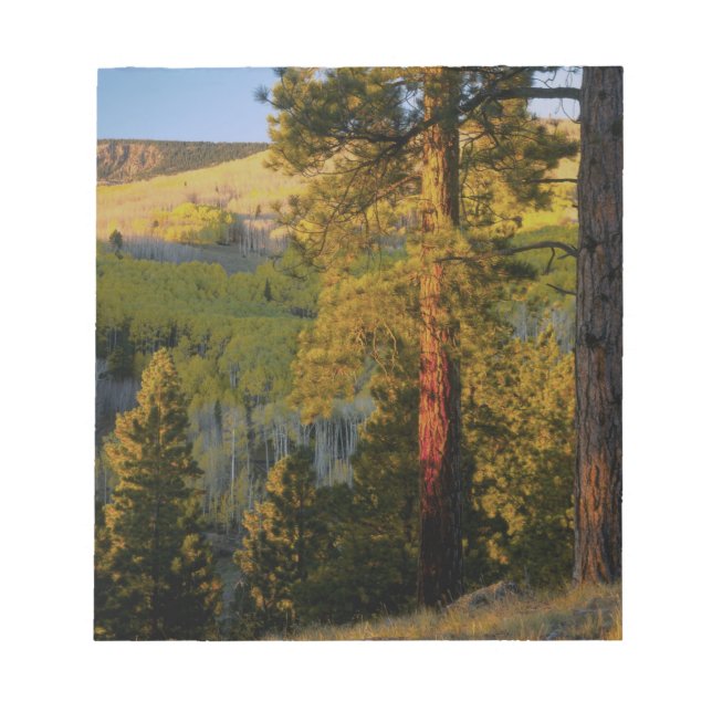 UTAH. Ponderosa pines & aspen, autumn. Sunrise, Notepad (Front)