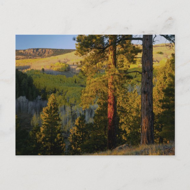 UTAH. Ponderosa pines & aspen, autumn. Sunrise, Postcard (Front)