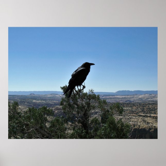 Utah Raven Poster (Front)