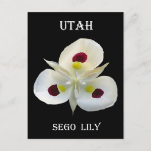 Utah Sego Lily Postcard