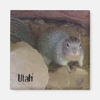 Utah Squirrel Magnets