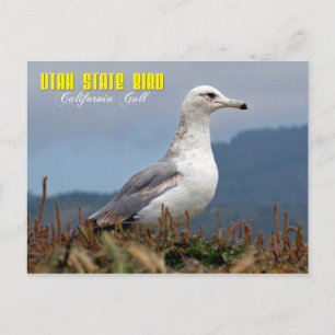 Utah State Bird - California Gull Postcard