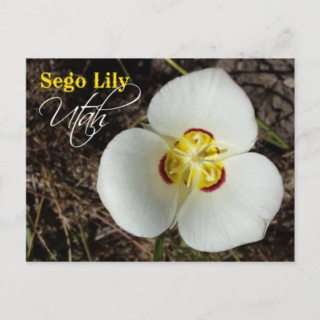 Utah State Flower: Sego Lily Postcard (Front)