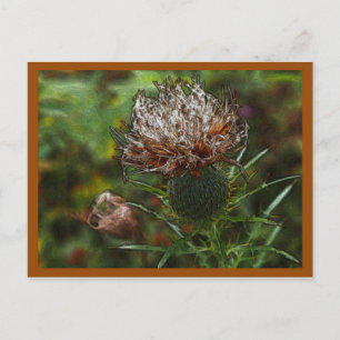 Utah Thistle Postcard