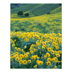 UTAH. USA. Arrowleaf balsamroot Balsamorhiza Photo Print